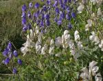 : - Aconitum burnatii