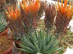 :-Aloe erinacea