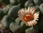 : - Aloinopsis schooneesii