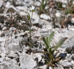 : - Arenaria modesta