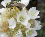 : - Armeria villosa subsp. longiaristata