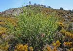 :-Berberis vulgaris subsp. australis