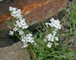 Resedablättriges Schaumkraut - Cardamine resedifolia