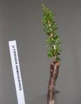 : - Ceraria namaquensis