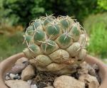 : - Coryphantha maiz-tablasensis