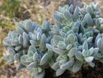 : - Crassula lanuginosa var. pachystemon