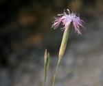 Dianthus broteri - Dianthus broteroi