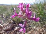 : - Oxytropis besseyi