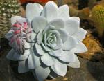 : - Echeveria laui