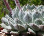 Feuerwerk-Echeverie - Echeveria setosa