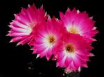 : - Echinopsis backebergii