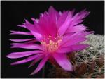: - Sulcorebutia mentosa