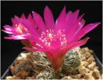 : - Sulcorebutia crispata