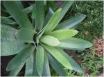 : - Vriesea fenestralis