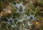: - Eryngium glaciale