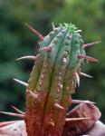 Nadelkissen-Wolfsmilch - Euphorbia aggregata