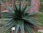 : - Gasteria excelsa