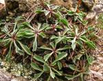 : - Globularia spinosa
