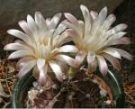 : - Gymnocalycium stenopleurum