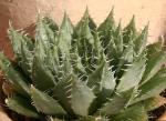 :-Haworthia arachnoidea