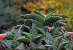 :-Haworthia venosa subsp. tessellata