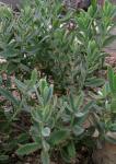 : - Kalanchoe rosei
