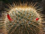 : - Mammillaria dixanthocentron