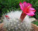 : - Mammillaria senilis