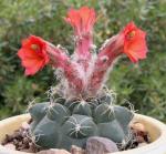 : - Matucana paucicostata