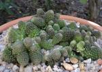 : - Monanthes polyphylla