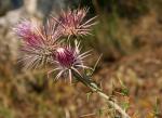 : - Ptilostemon hispanicus