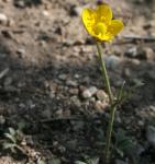 Kerbel-Hahnenfuß - Ranunculus paludosus
