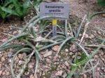 Zierlicher Bogenhanf - Sansevieria gracilis