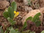 Stacheliger Skorpionsschwanz - Scorpiurus muricatus