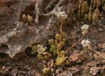 : - Sedum gypsicola