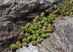 : - Sedum melanantherum