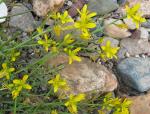 : - Sisymbrella aspera