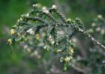 Behaarte Spatzenzunge - Thymelaea hirsuta