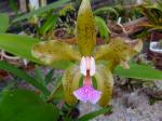 :-Cattleya granulosa