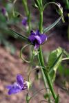 : - Neogaerrhinum strictum