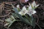 : - Calochortus westonii