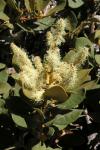 : - Chrysolepis sempervirens