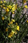 : - Cryptantha confertiflora
