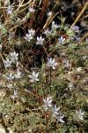 : - Eriastrum eremicum