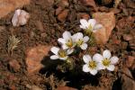 : - Linanthus killipii