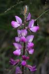 :-Lupinus hirsutissimus