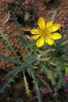 : - Mentzelia pumila