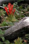 : - Monardella macrantha
