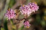 : - Palafoxia texana