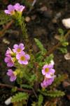 : - Phacelia brachyloba